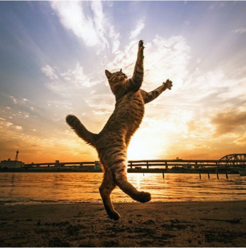 justcatposts:“Farewell, hoomans, my planet needs me.”(photos...