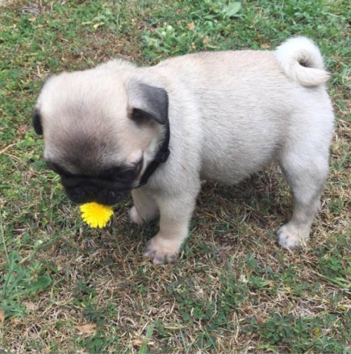 pugsandfrenchbulldogs