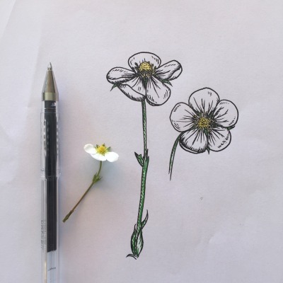 Flower Drawing Tumblr