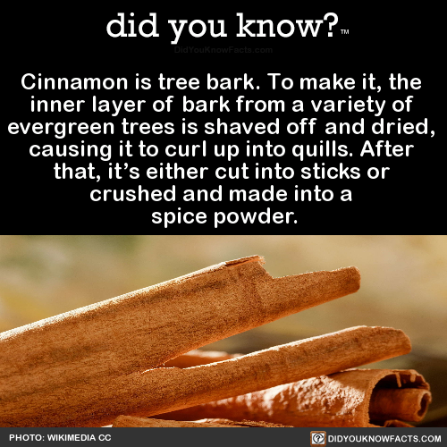 cinnamon-is-tree-bark-to-make-it-the-inner