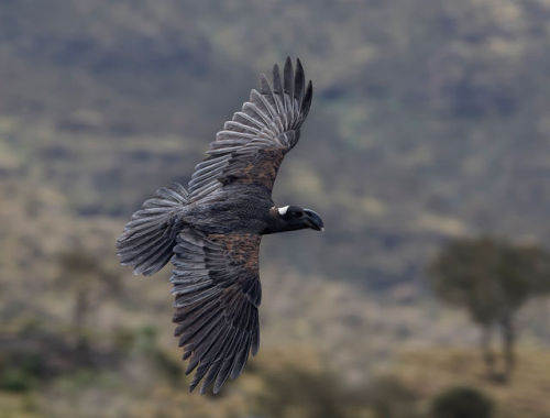 ainawgsd:Thick Billed RavenThe Thick-billed Ravens and the...