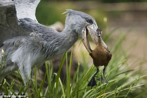 the-armed-utahn:noxvella:journeyearth:This duck got...