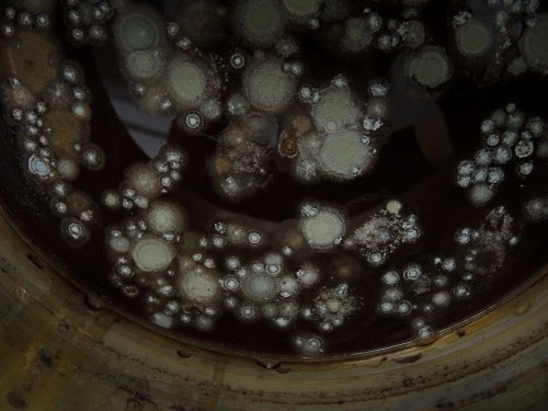 fungusqueen:Mold