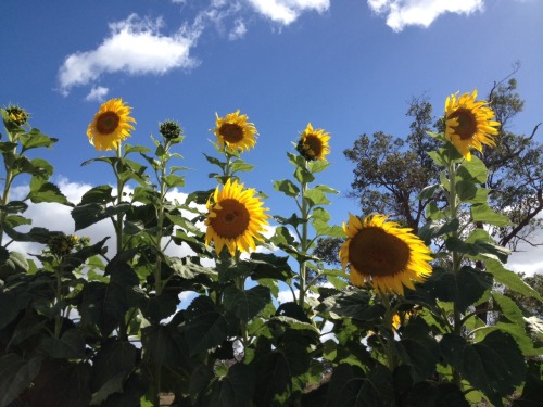 flowerfaeriee:sunflowers.