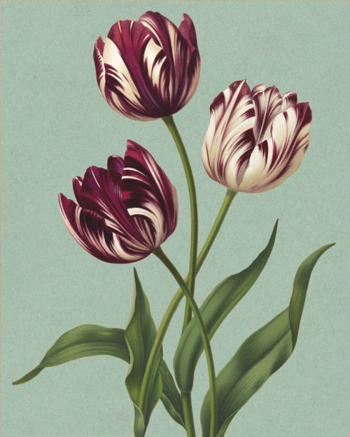 clawmarks:Album van Eeden: Haarlem’s flora - A.C. van Eeden...