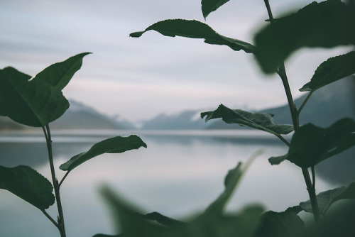 mountains alaska ak photo set water turnagain arm plants nature stayandwander lensblr