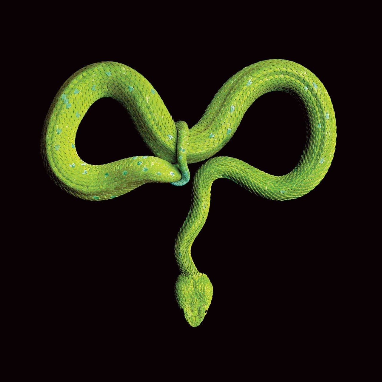 Mark Laita (American, b. 1960, Detroit, MI, USA, based Los Angeles, CA, USA) - Rowley’s Palm Pit Viper (Bothriechis Rowleyi) Photography