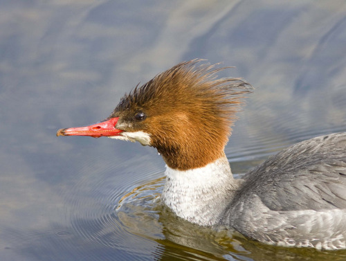 superbnature:Merganser by Ed Sivon http://flic.kr/p/kmvktH