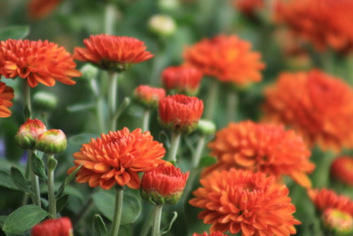 burgandylynnphotography:flowers of autumn 