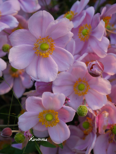 Anemone Japonica Tumblr