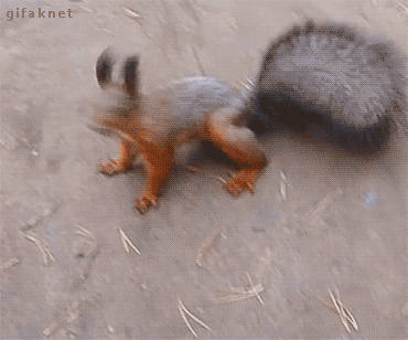 tumblr_peudi9gpYh1ruopez_540.gif