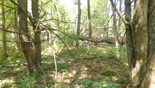 Both sides of a fallen tree