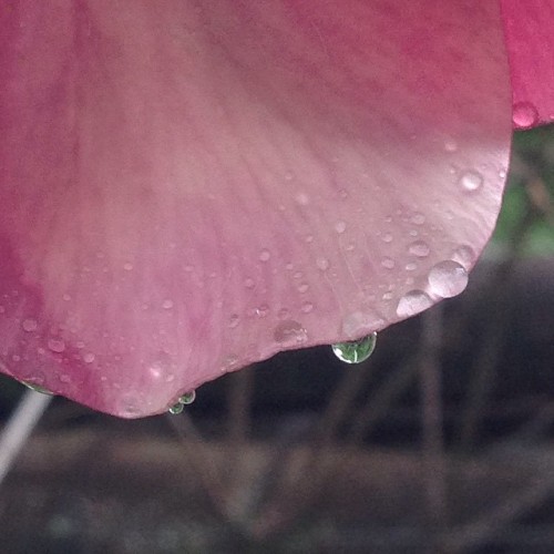 #floor #rain #garden #macro #zoom #rancho #reflex #colors #pink...