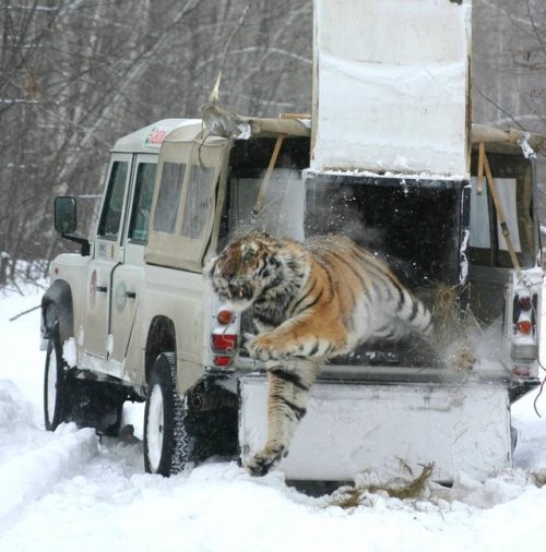 A tiger bursting to freedom after being rescued from a poacher’s snare in the Russian Far East.