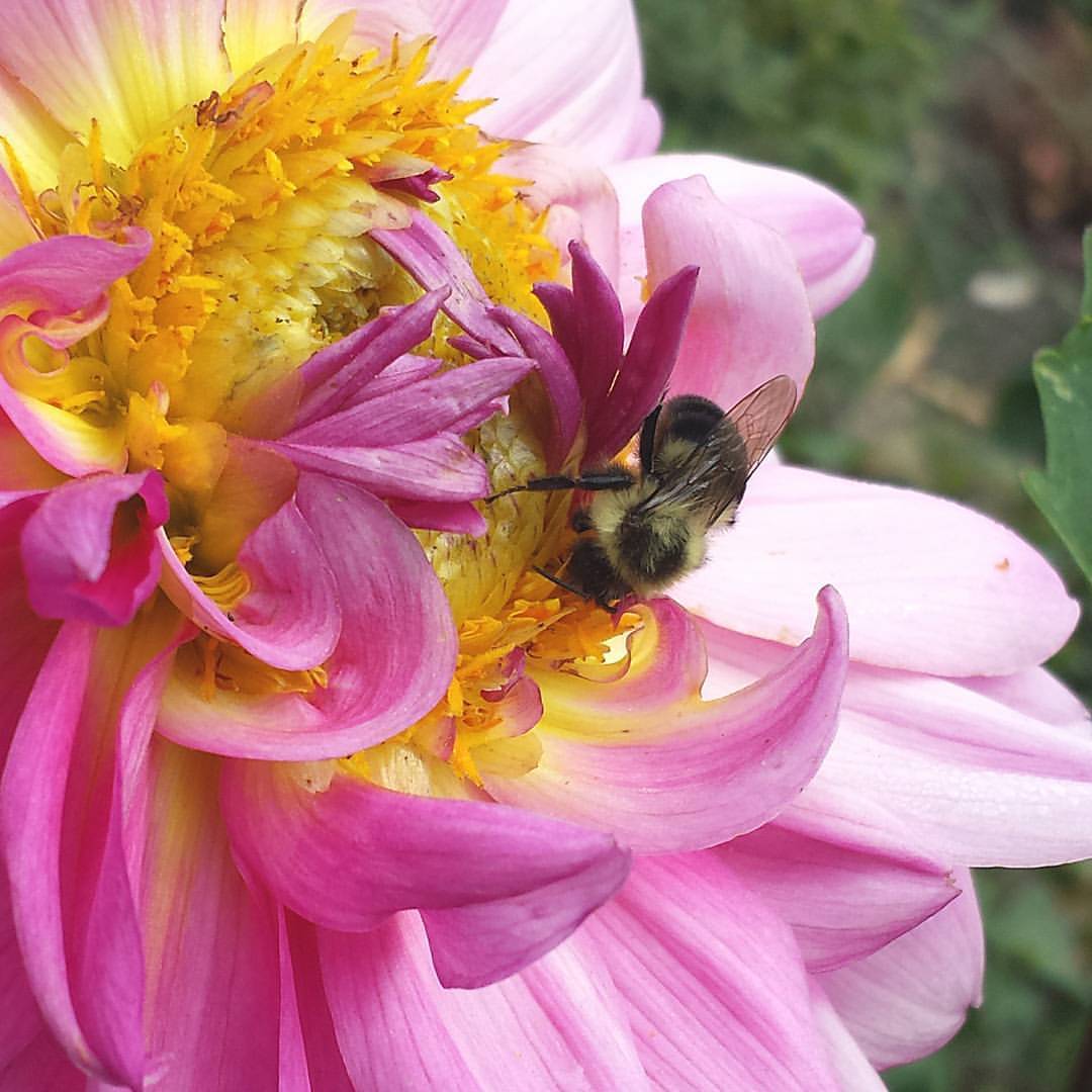 waynestratz: âJust in case you needed more evidence on how hip #dahlias are when visited by a #bumblebee â