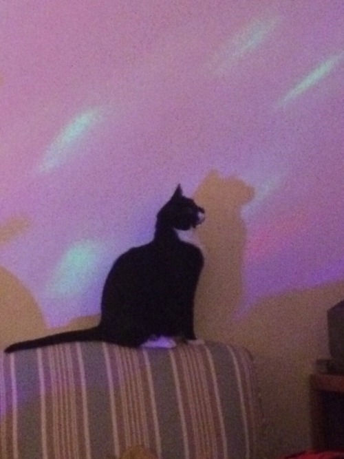 cat cats not my cat gf my gfs my gfs cat kitten kittens kitty kitties tuxedo tuxedo cat tuxedo cats trippy lasers laser colorful aesthetic aesthetic cat fat cat fat cats