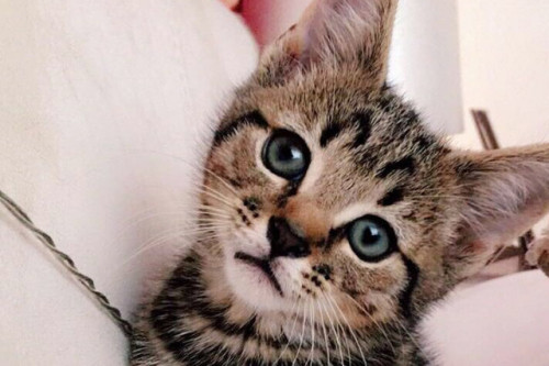 mostlycatsmostly:SAVE BUENOA close friend needs some help with...