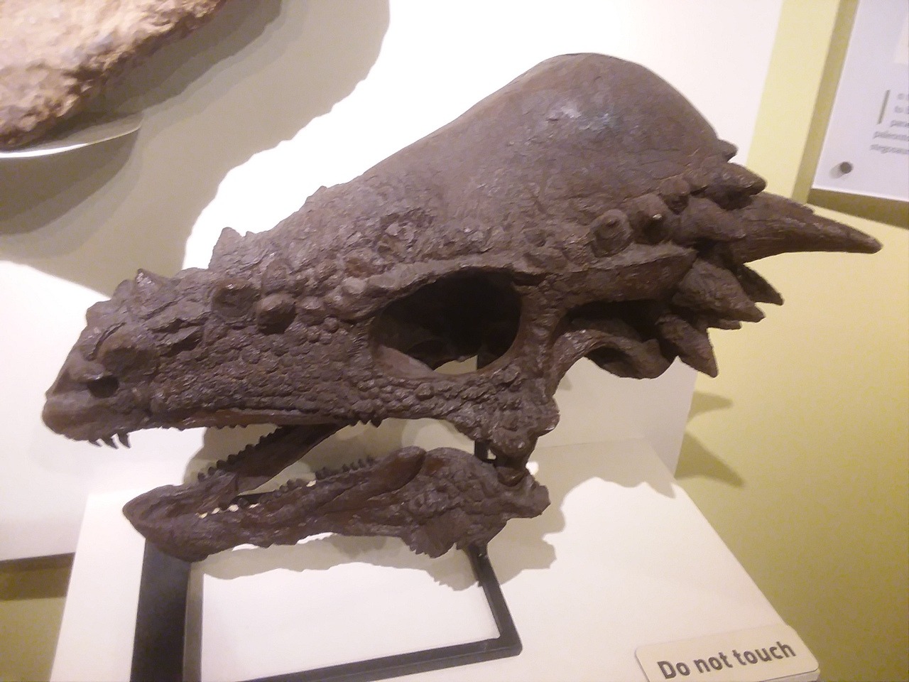 pachycephalosaurus skull