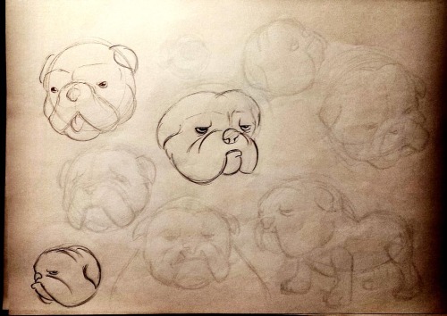 British Bulldog sketches