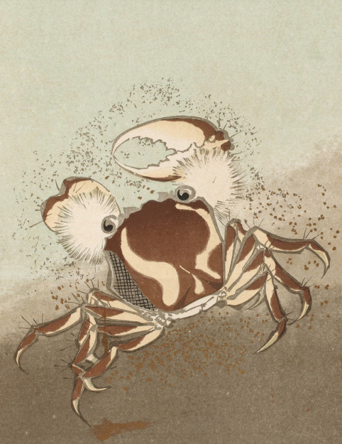 crabs crustacea claws sea creatures animals in art