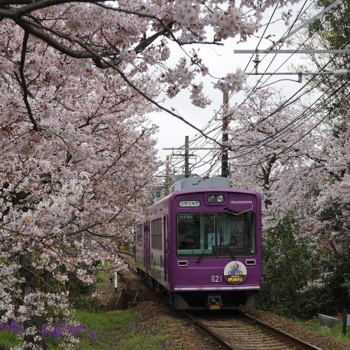 japaniam::嵐電「桜のトンネル」。一度来てみたかったんです(*^^*).Randen “Cherry...