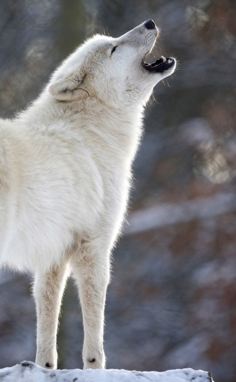 white wolves on Tumblr