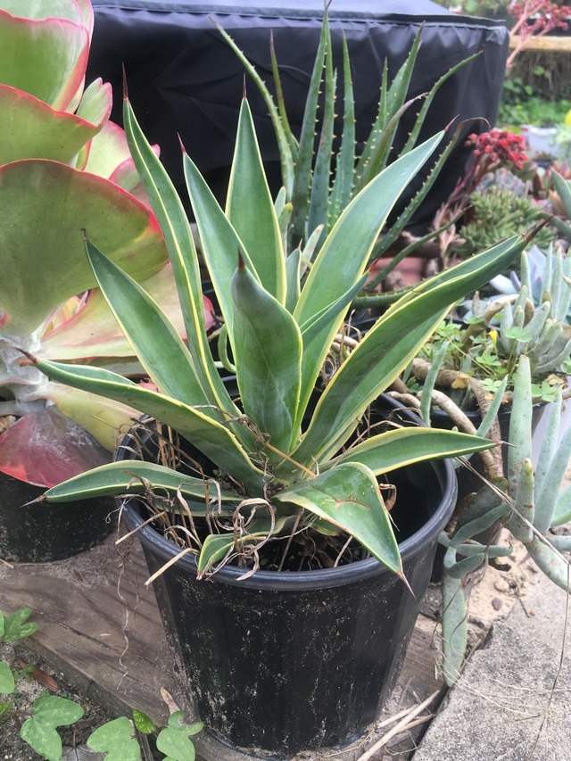 Biomatter Plants — agave americana , 11/3/17