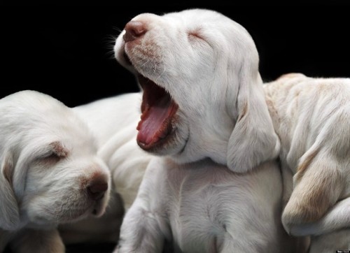 cute-n-adorable:Sleepy ❤️You yawned.