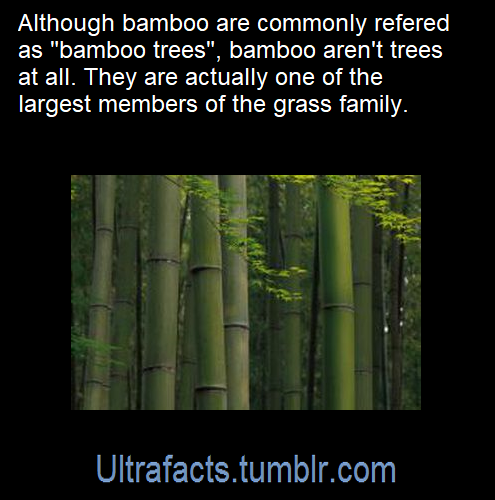 ultrafacts:Source: [x]Click HERE for more facts!