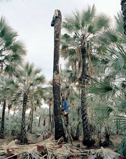 thesoulfunkybrother:- Palm wine collectors , Kunene Region ....