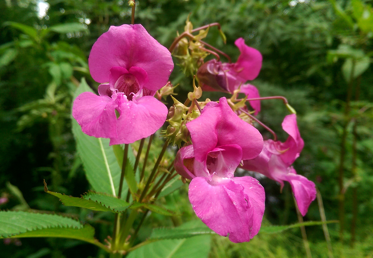 Regnum: Plantæ - Impatiens glandulifera, Balsaminaceae Since moving...