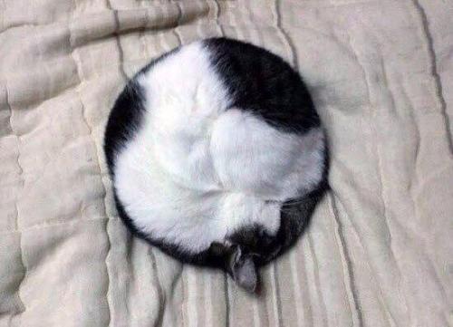 cuteness–overload:Perfect Circle !!Source:...