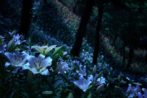 90377:may night sky and lily garden by yosuke