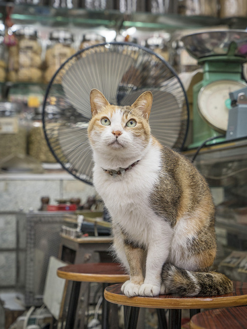 bobbycaputo:These ‘Shop Cats’ In Hong Kong Will Make You...