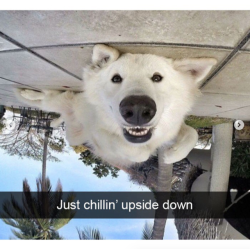 babyanimalgifs:Dog snaps