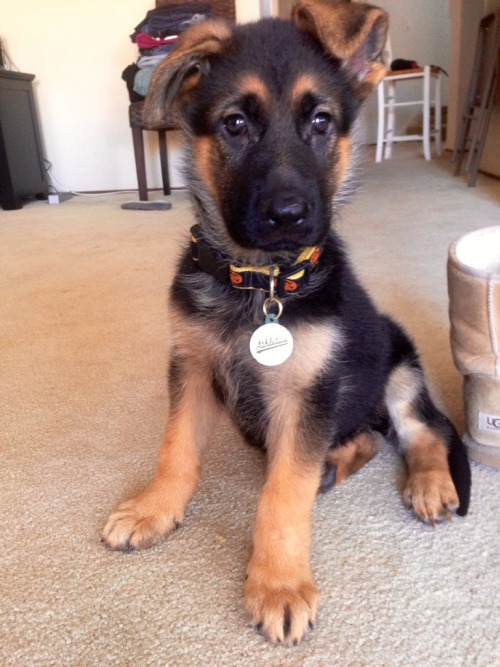 german shepherd puppy on Tumblr