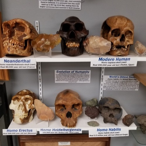 buy-skulls:Our Evolution of Humanity exhibit seems to have...
