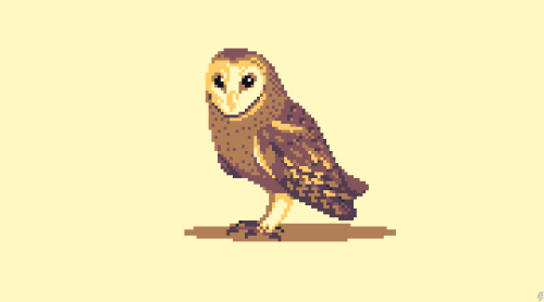 scrixels:729. Barn owl