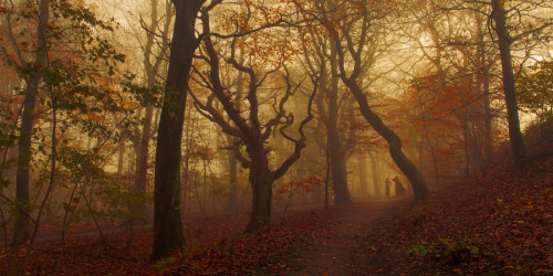 magic-spelldust:beautiful foggy forests by Leif Løndal