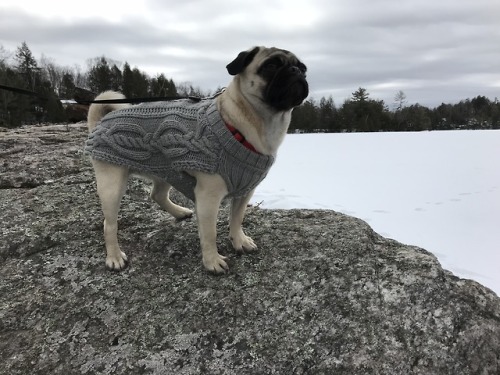 pug-chronicles:Frozen lake adventures at the cottage!