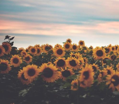 sunflower field on Tumblr