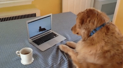 gif labrador dog cute gifs distract studying yourself ways tumblr source