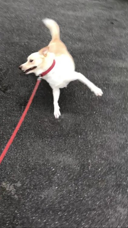 bibidebabideboo:“台風一過で大喜びのうちの犬をご覧ください”(雑種犬 マロン(@malon_inu)さん |...