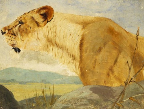 Lions by Wilhelm Kuhnert (1865-1926)