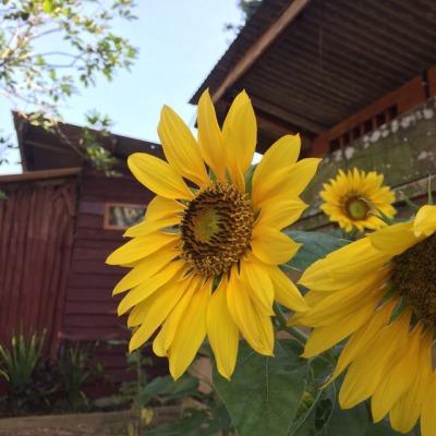  Bunga  Matahari  Tumblr 