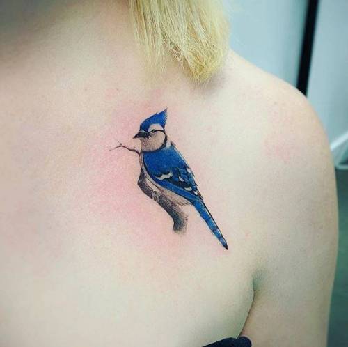 By Jay Shin, done at Bang Bang Tattoo SoHo, Manhattan.... jayshin;small;animal;chest;tiny;bird;blue jay;ifttt;little;illustrative