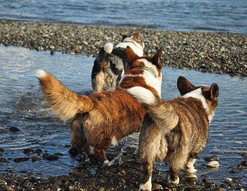 caleb tess simon tidepool cardigan corgi merle brindle pet Puget Sound
