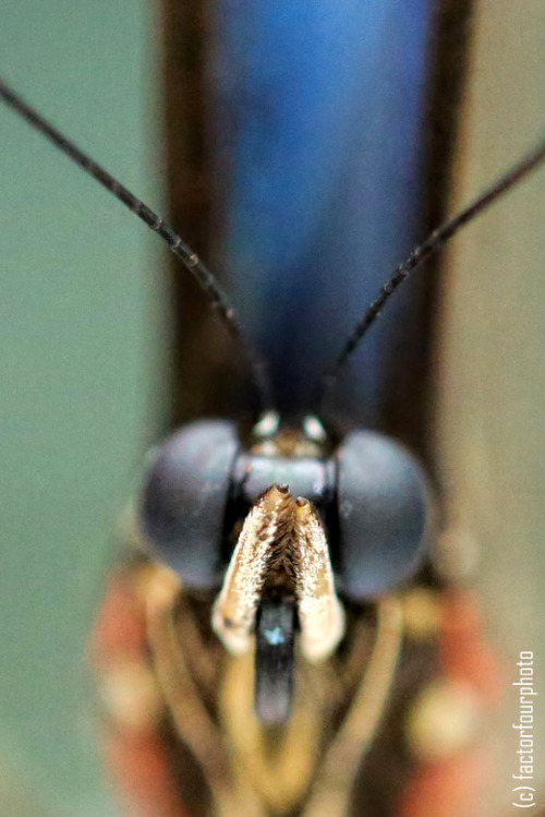 macro: owl butterfly