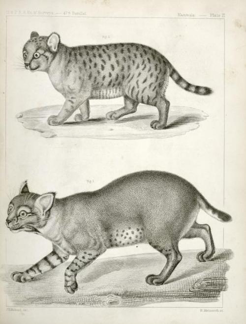 1. Lynx fasciatus, Red or Barred Lynx ; 2. Felis concolor, young? Panther. [1. Red Cat ; 2. American Panther.] (1860) NYPL