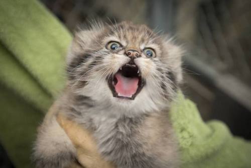 pallas cat on Tumblr